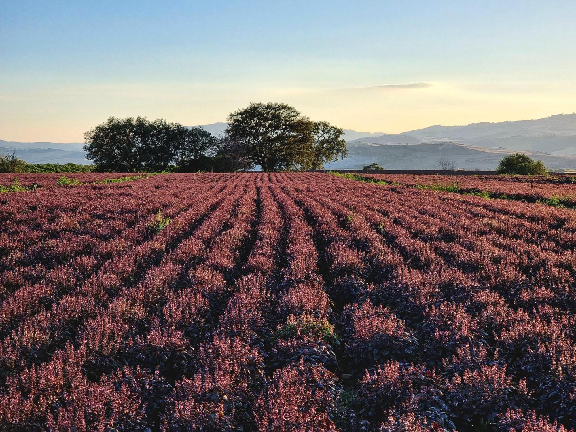 Agriturismo Essentia Dimora Rurale Larino Екстер'єр фото